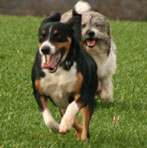 Appenzeller Elo Hunde