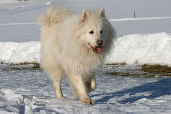 Elo Hund Samweis Elos Hunde Zucht Samweis